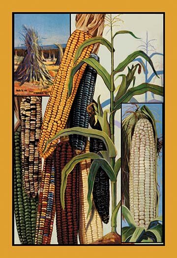 Indian Corn Print